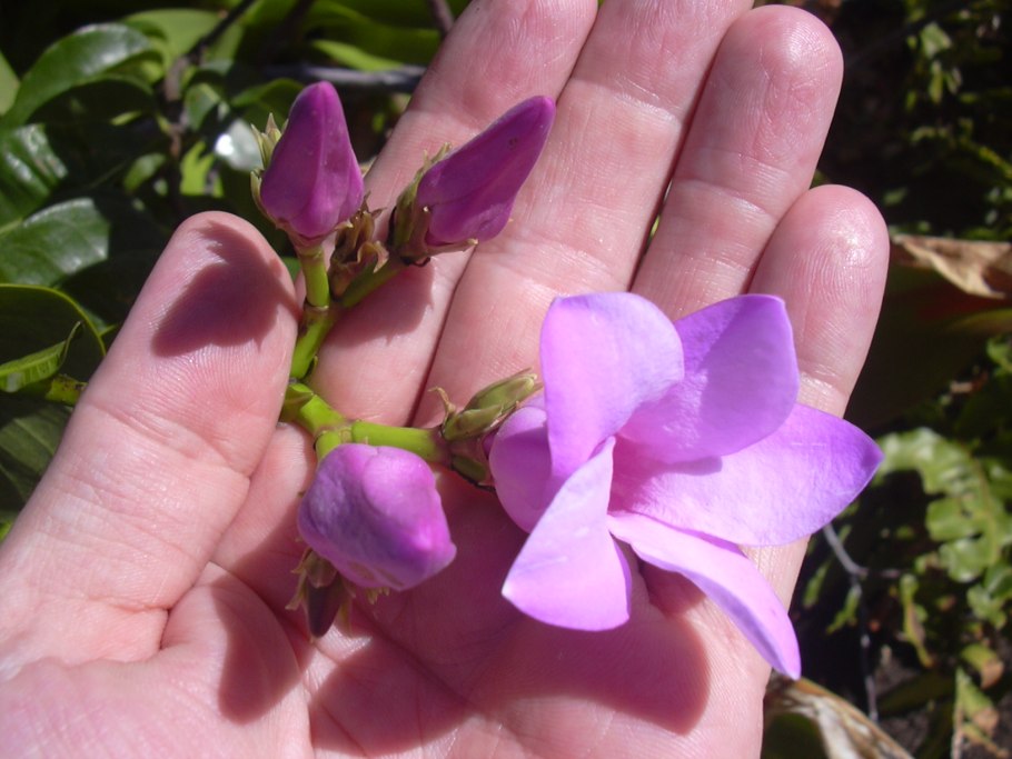 Криптостегия. Cryptostegia grandiflora