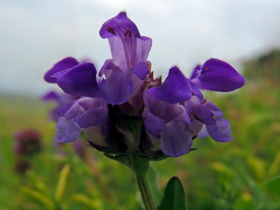 Лиана с розовыми лепестками