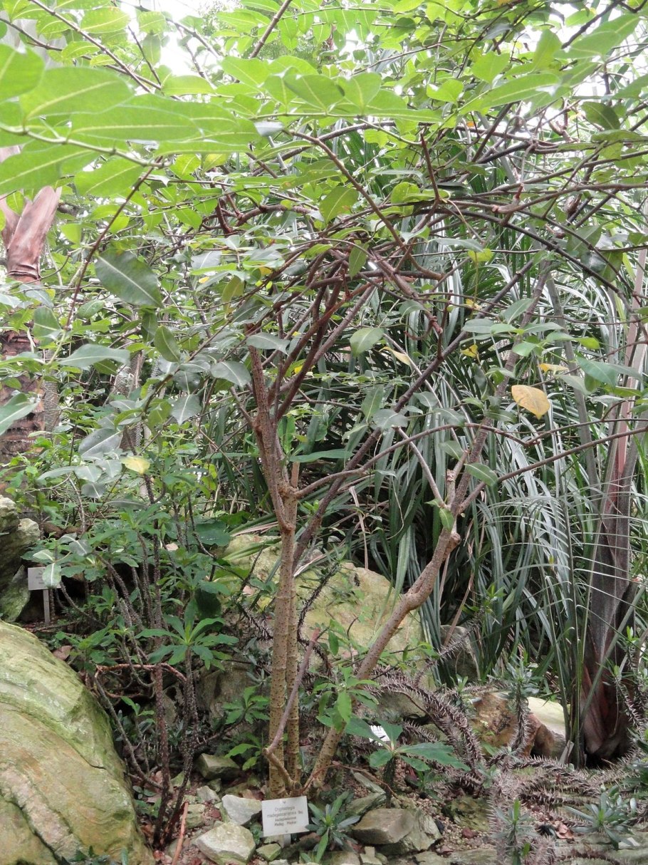 Cryptostegia madagascariensis