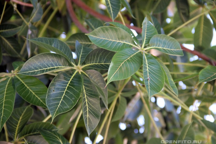 Криптостегия. Cryptostegia grandiflora