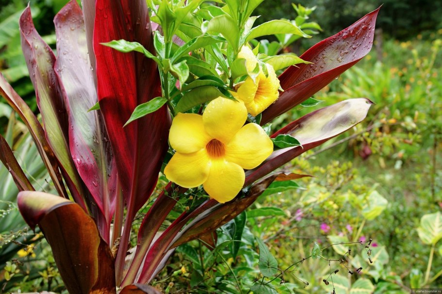 Олеандр синий фото