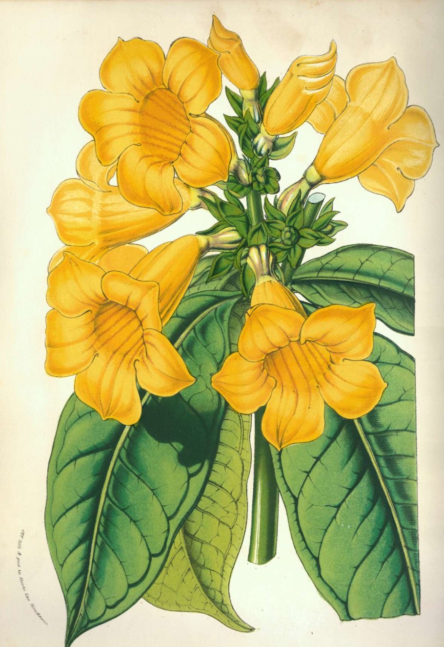 Allamanda neriifolia