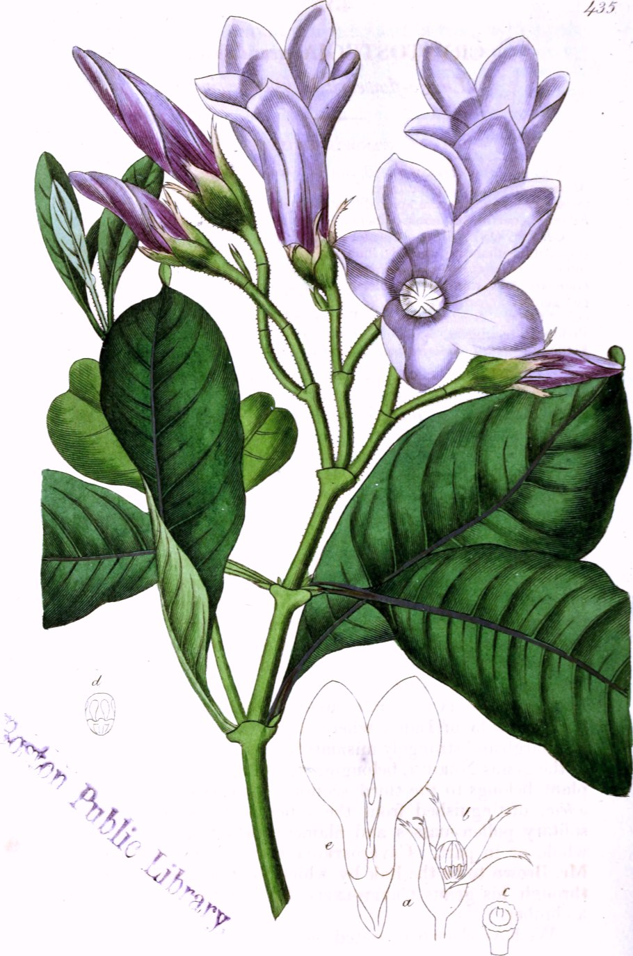 Тунбергия грандифлора голубая