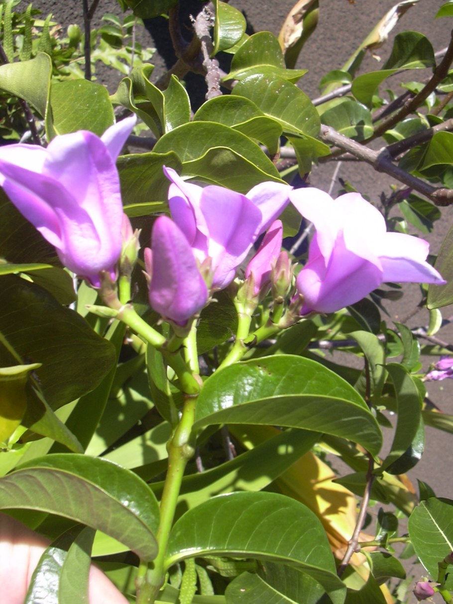 Криптостегия Мадагаскарская