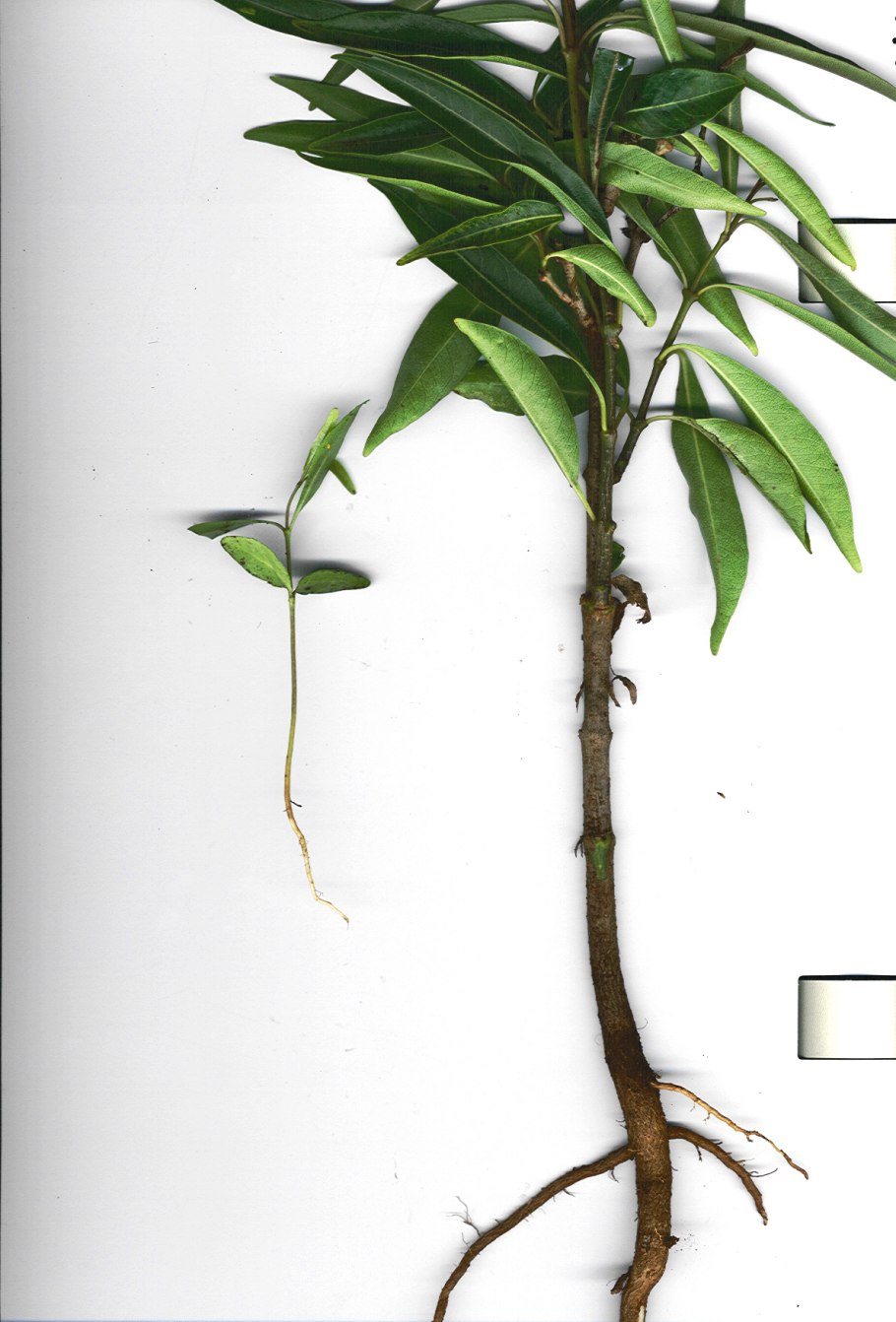 Криптостегия мадагаскарская