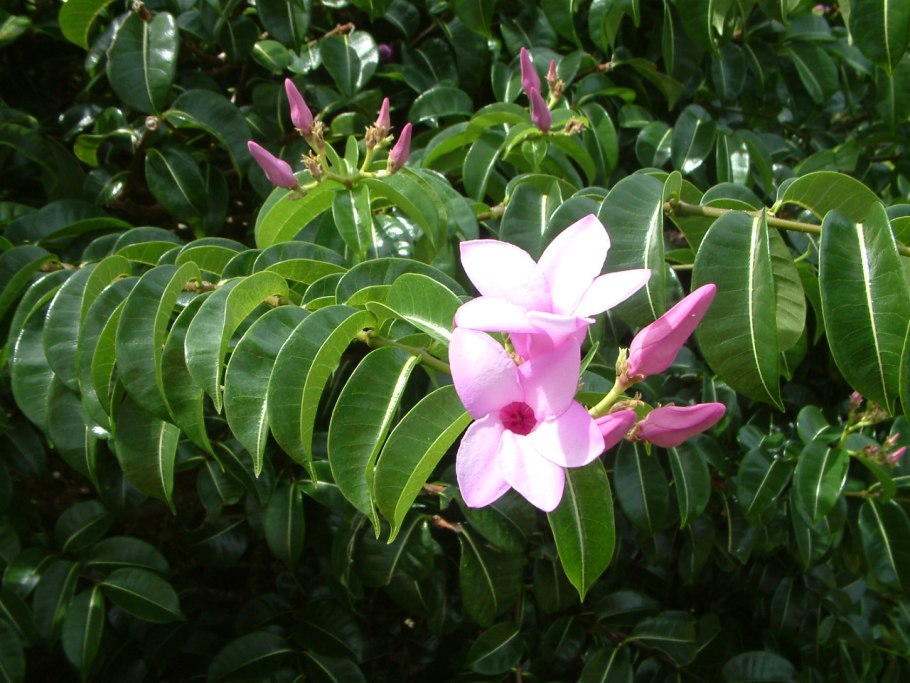 Cryptostegia grandiflora