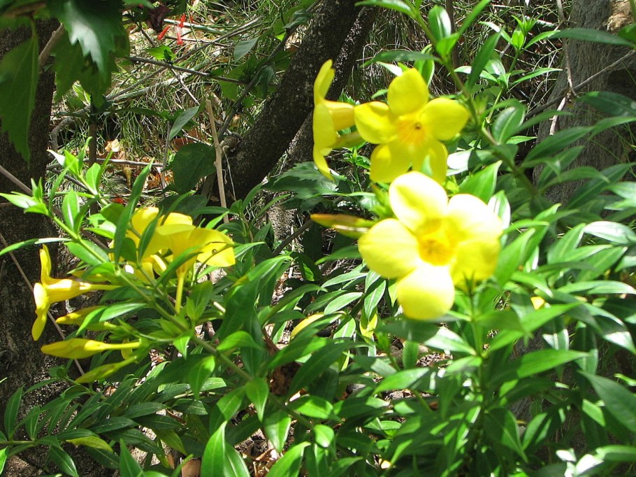 Прунелла Мандорлата