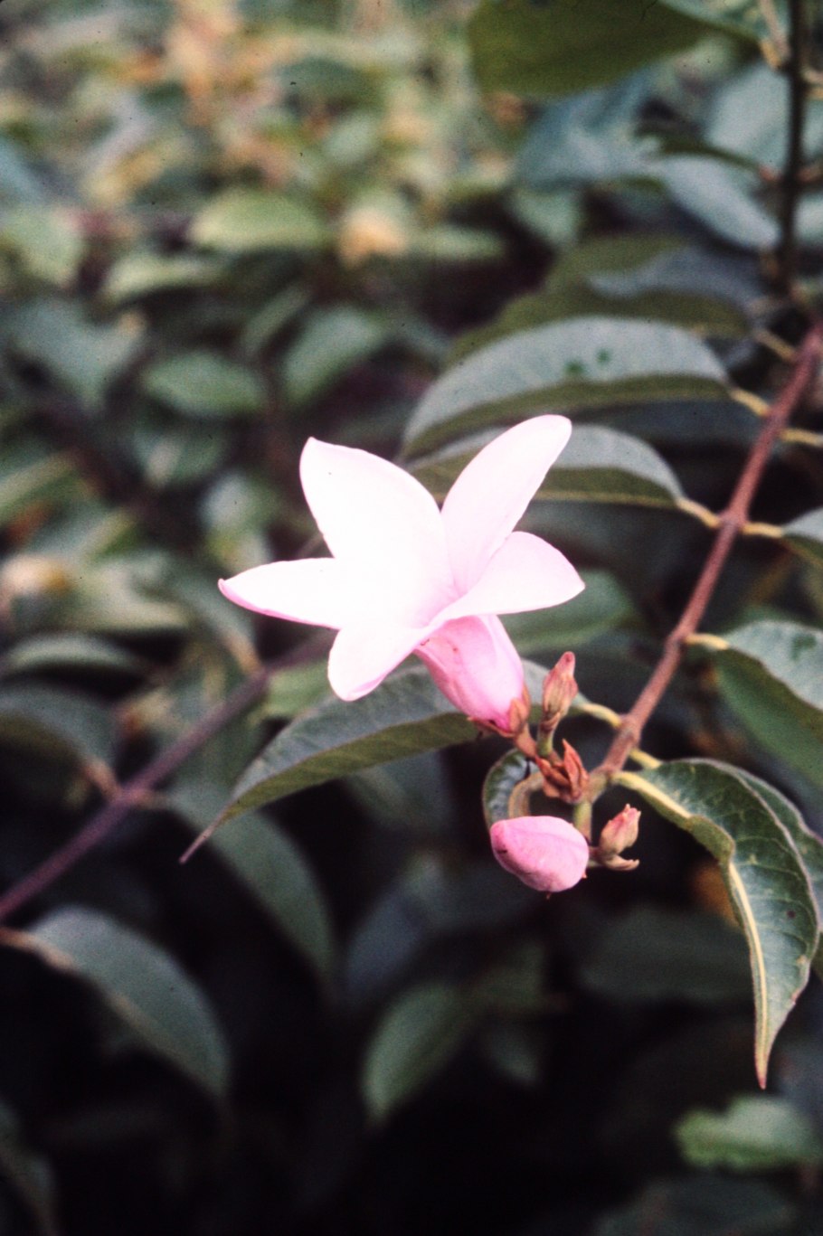 Золотая Алламанда растение