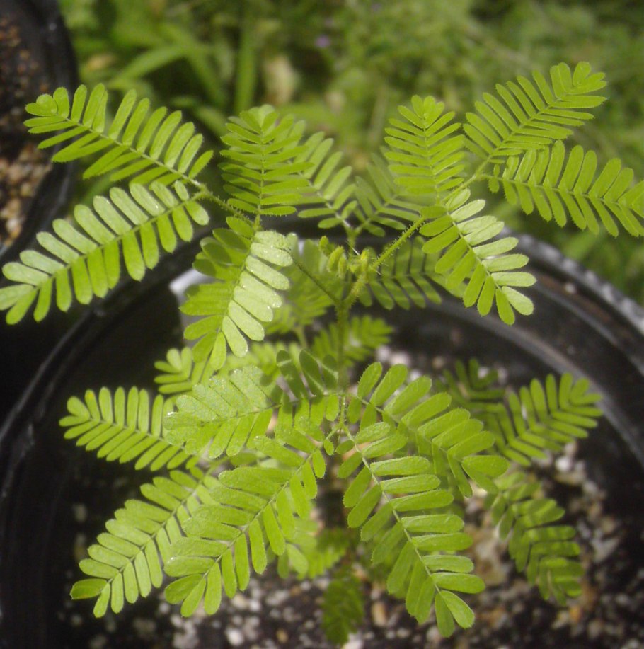 Мимоза хостилис