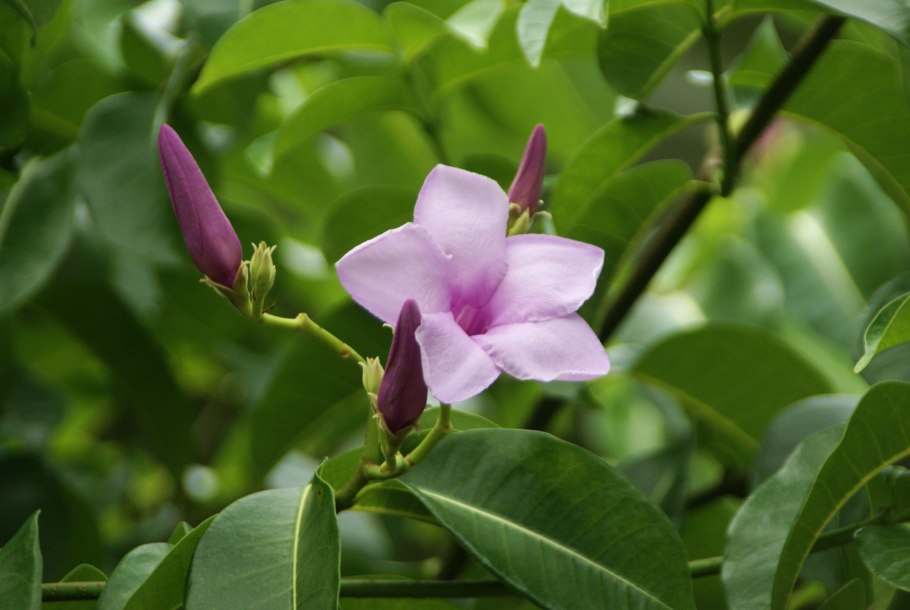 Криптостегия. Cryptostegia grandiflora