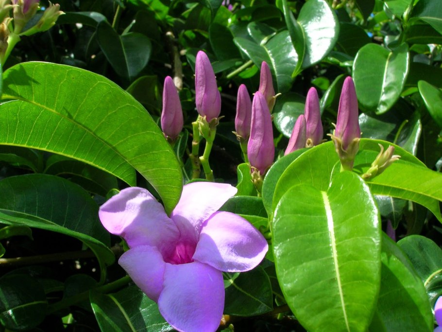 Cryptostegia grandiflora