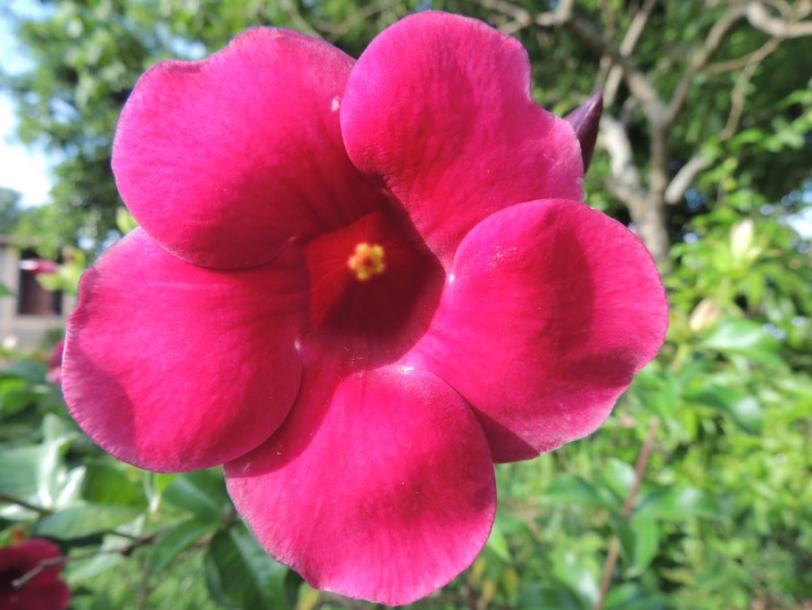 Тунбергия синяя