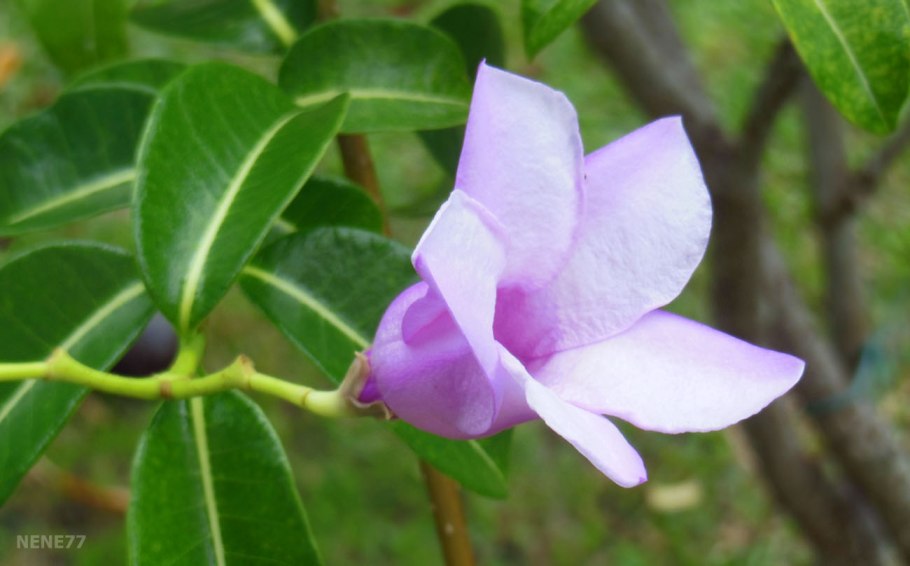 Криптостегия грандифлора видео