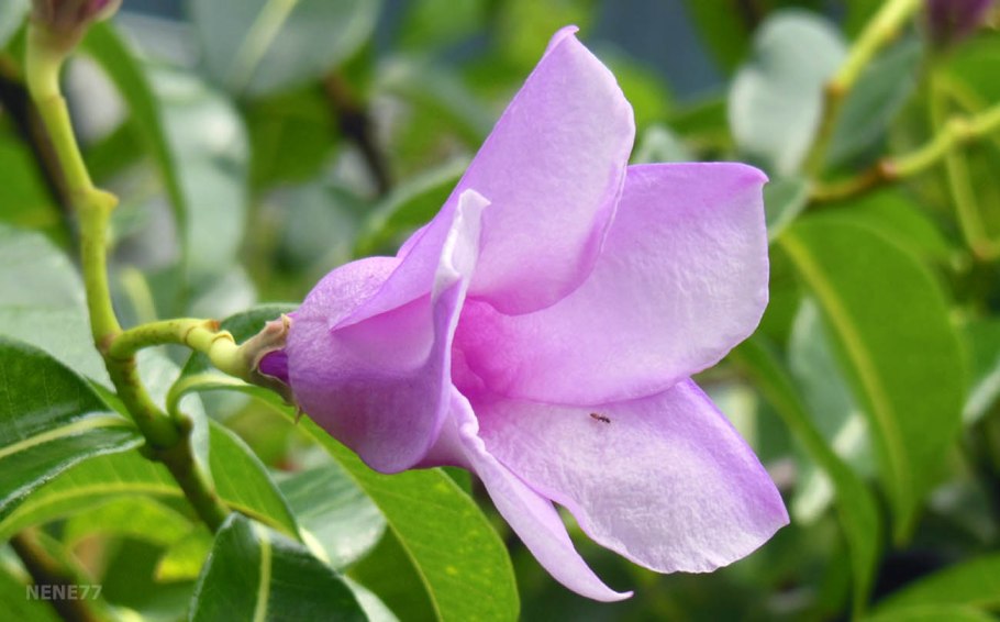 Криптостегия. Cryptostegia grandiflora