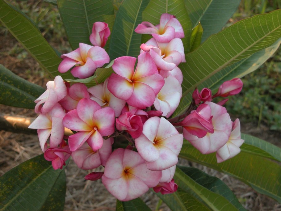 Криптостегия. Cryptostegia grandiflora