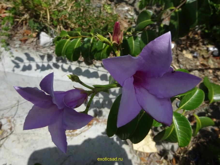 Криптостегия Мадагаскарская