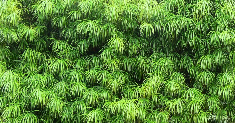 Podocarpus henkelii