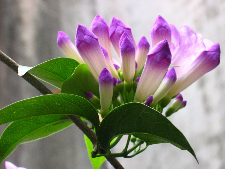 Сесбания Меконг