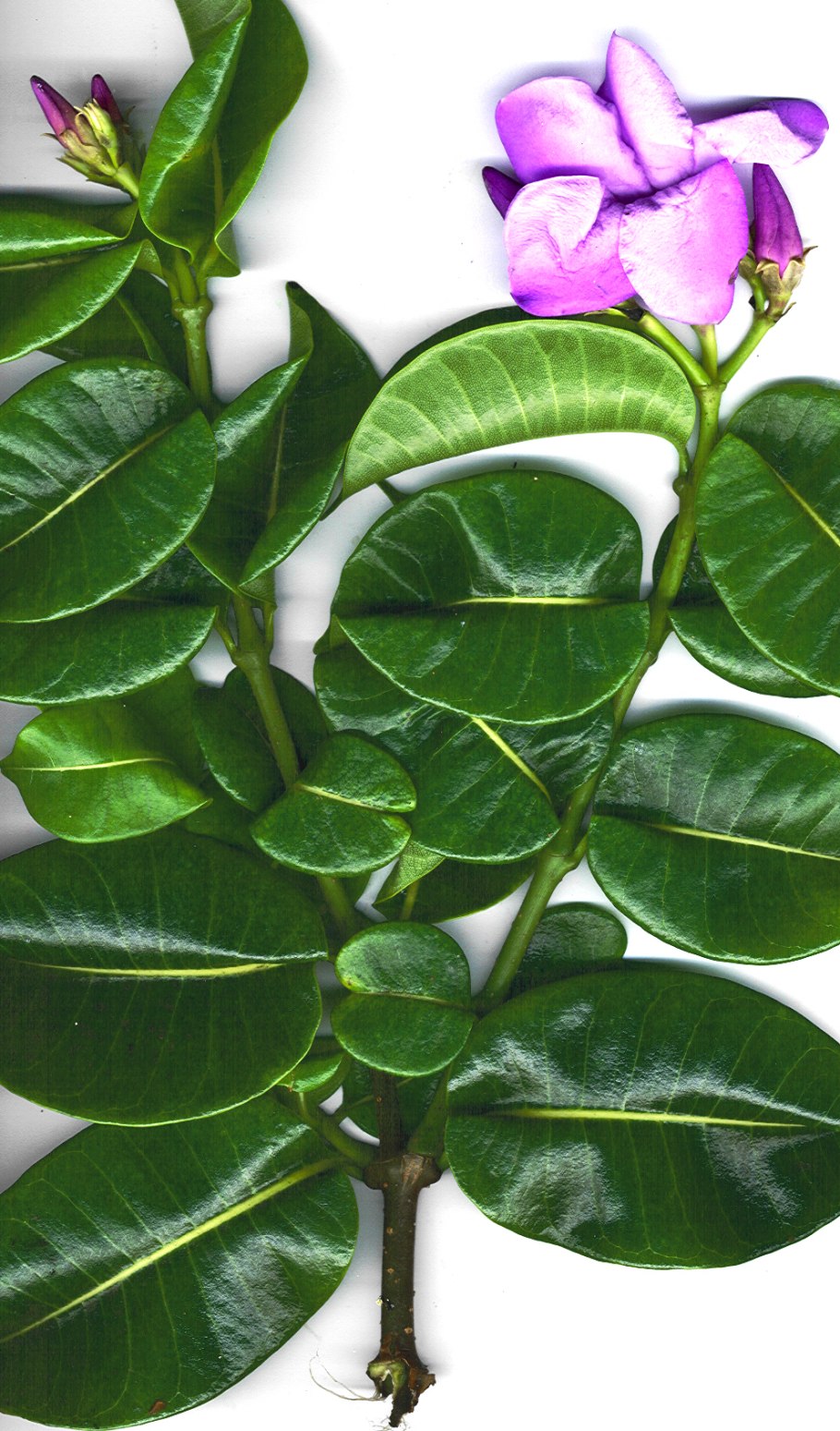 Плюмерия сорт Orange Spender