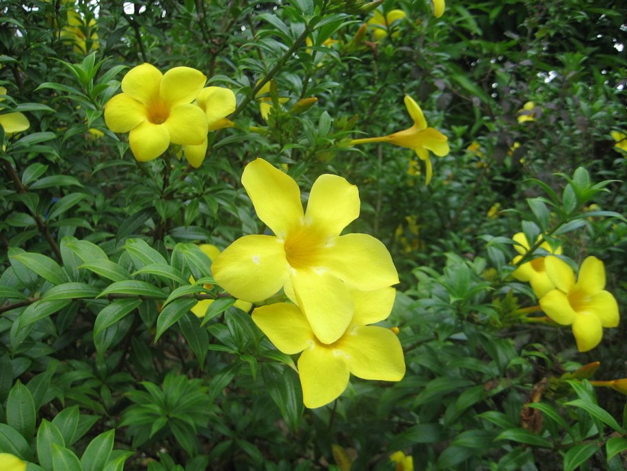 The World of Botanicus is the World of Plants