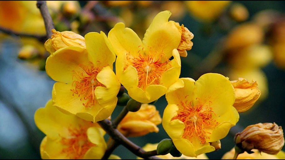 Cochlospermum religiosum