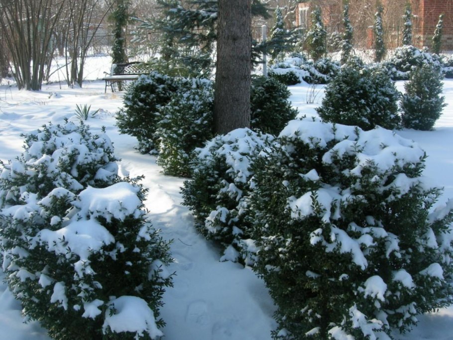 Сосновая ветка в снегу