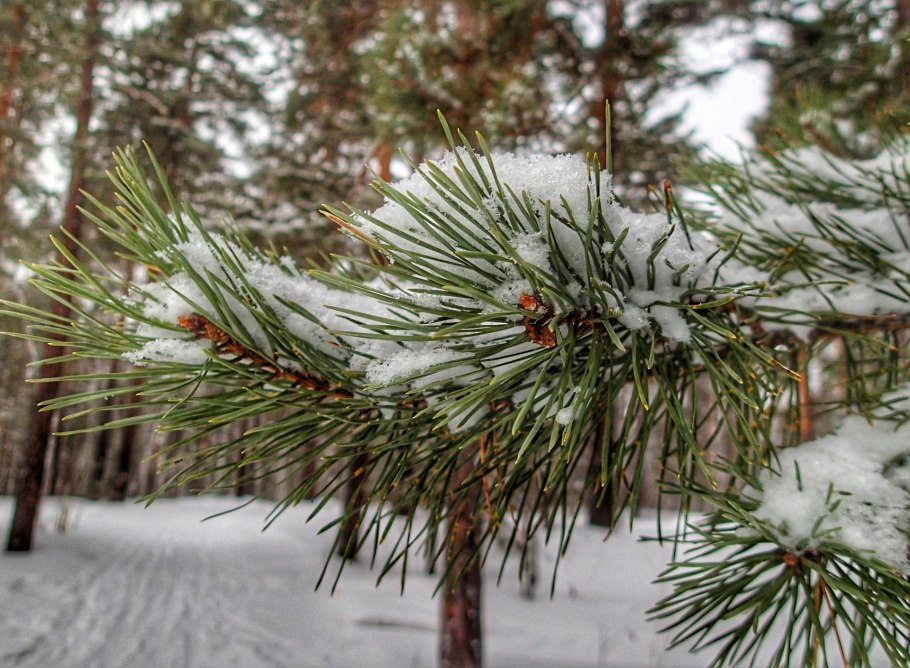 Вид пихты зимой