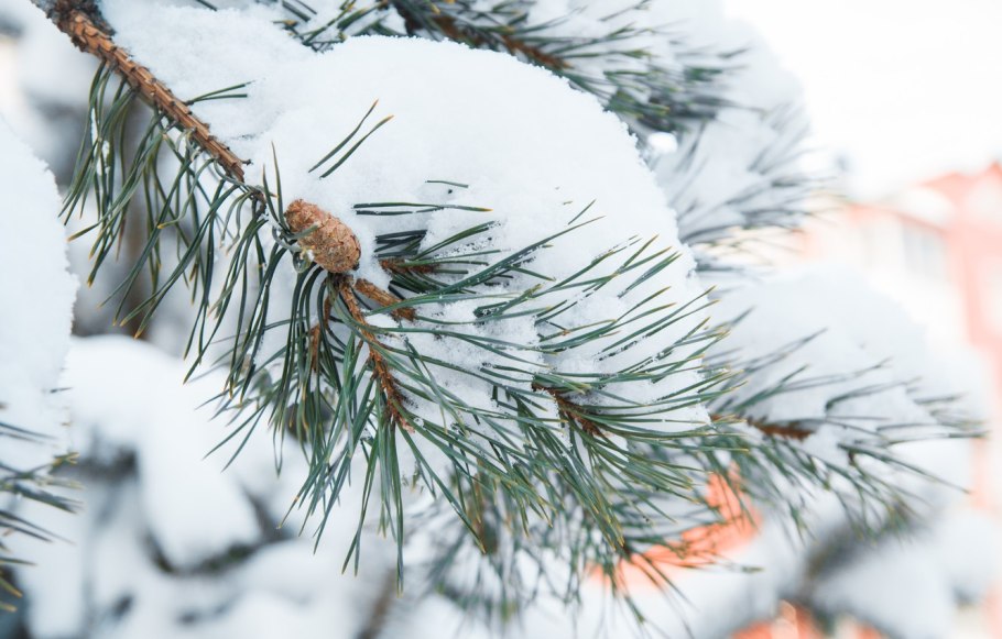 Зимний ландшафт сада