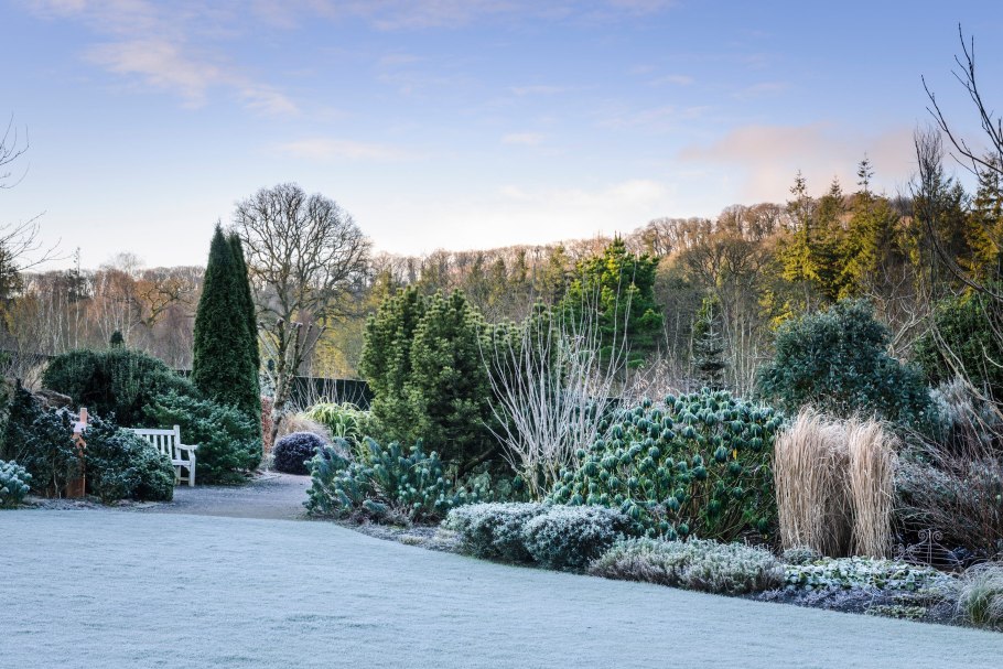 Пихта зимой