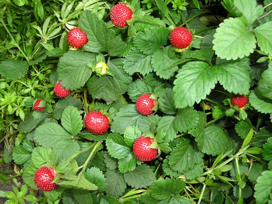 Лапчатка индийская дюшенея