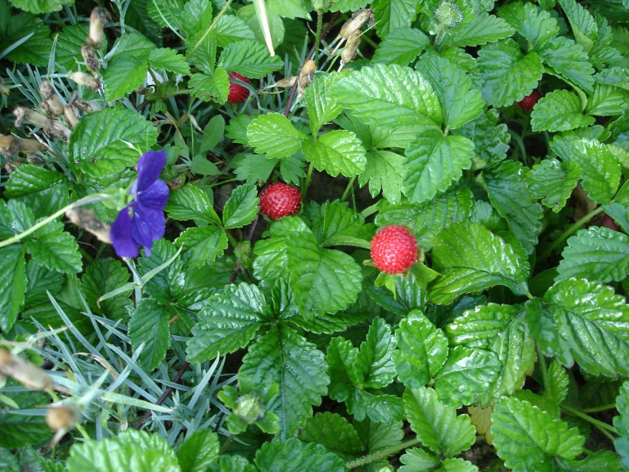 Декоративная земляника дюшенея