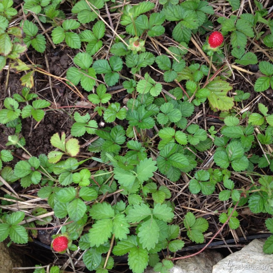 Дюшенея индийская Росита