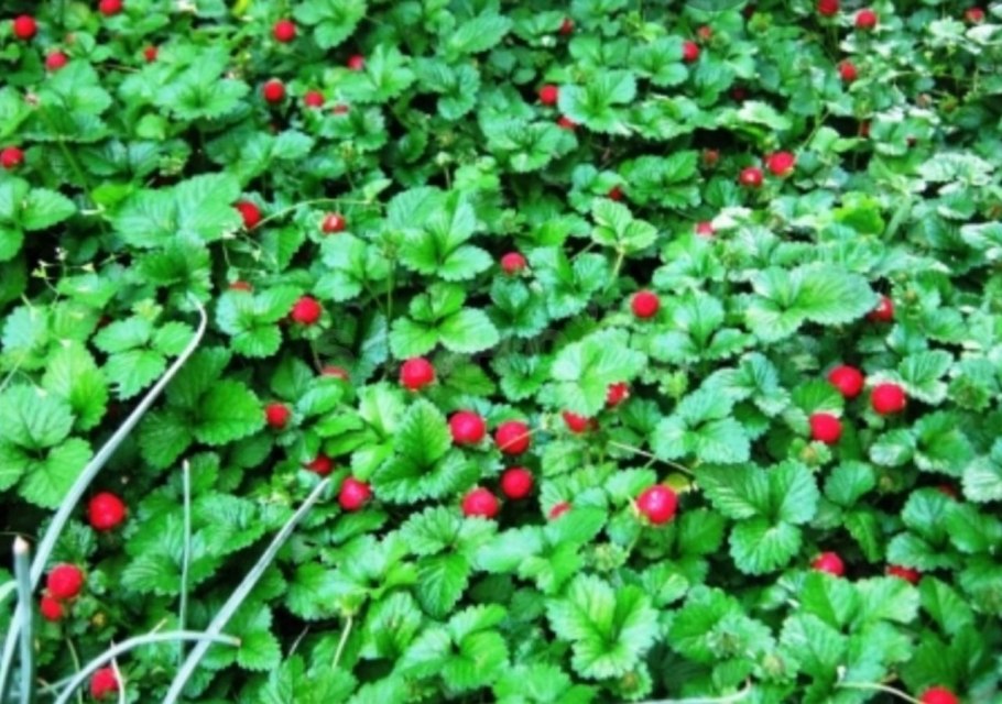 Дюшенея Индика