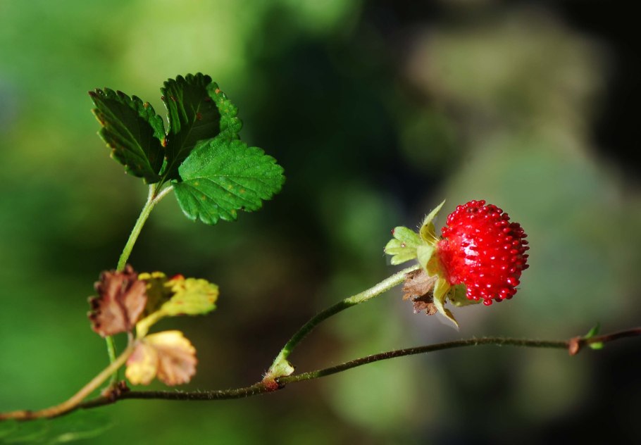 Дюшенея газон
