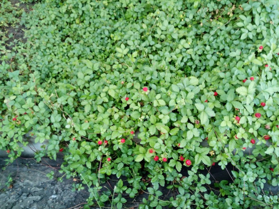 Дюшенея индийская росита