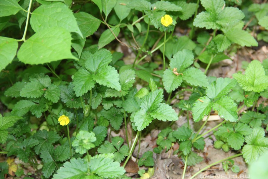 Индийская земляника дюшенея