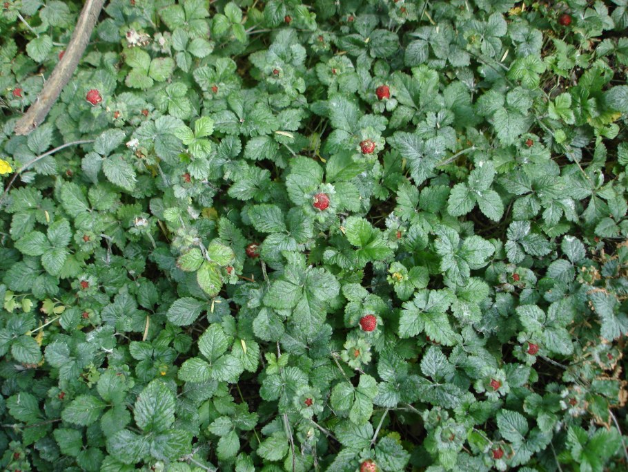Декоративная земляника дюшенея