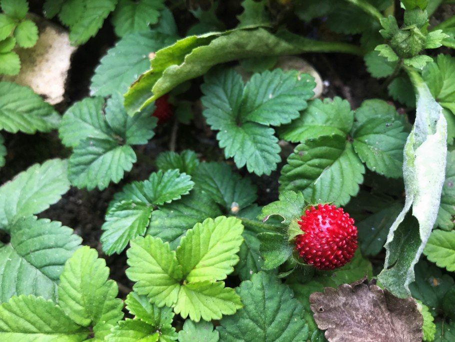 Дюшенея индийская (Duchesnea Indica)