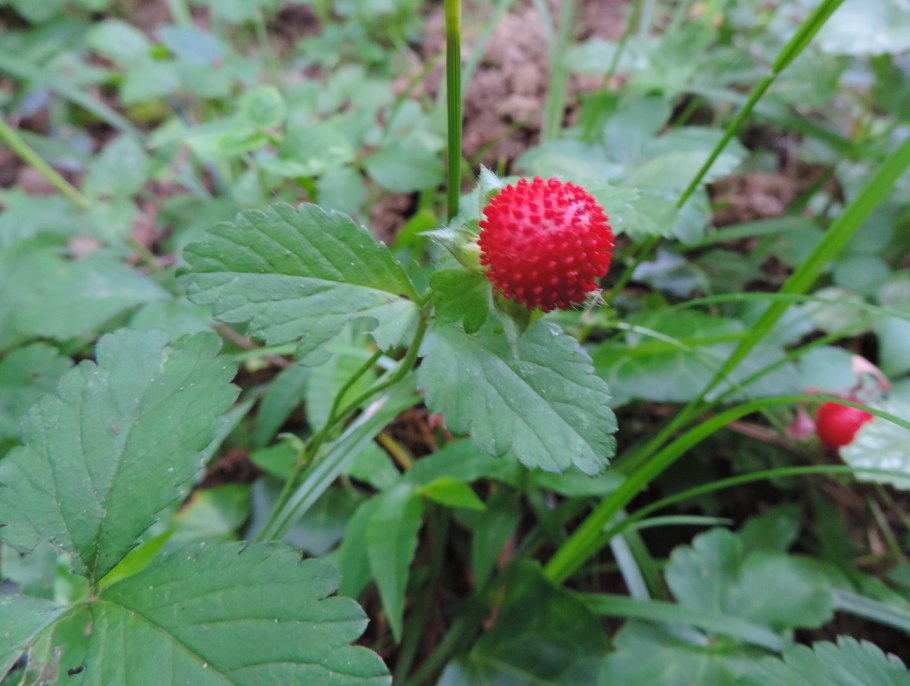 Индийская земляника дюшенея