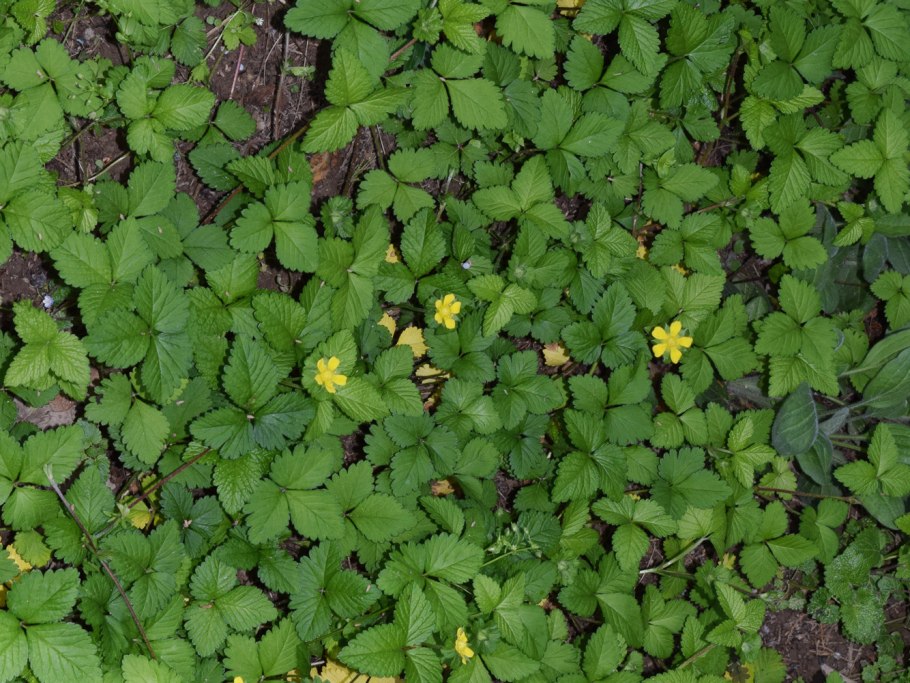 Вальдштейния тройчатая forrest sun