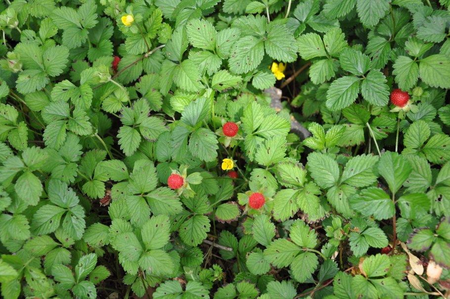 Дюшенея Индика