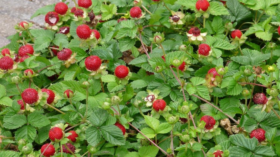 Лапчатка индийская дюшенея