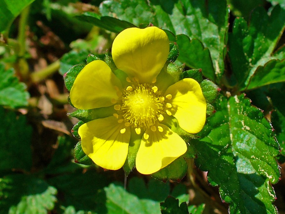 Potentilla reptans