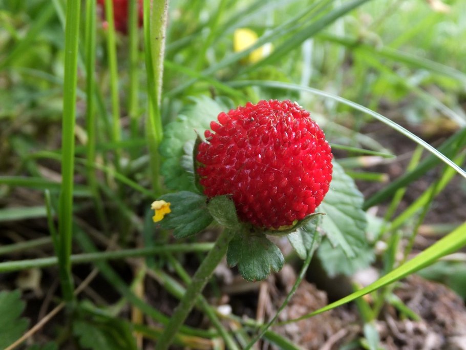 Дюшенея Индика