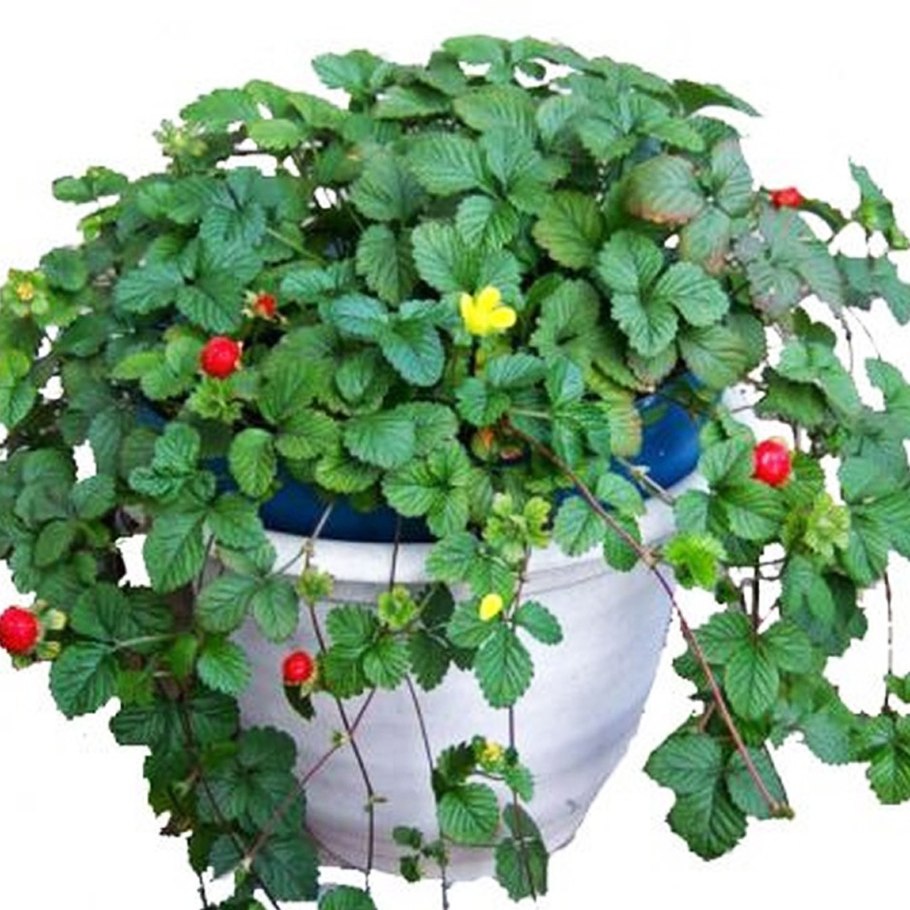 Дюшенея индийская в ландшафтном дизайне