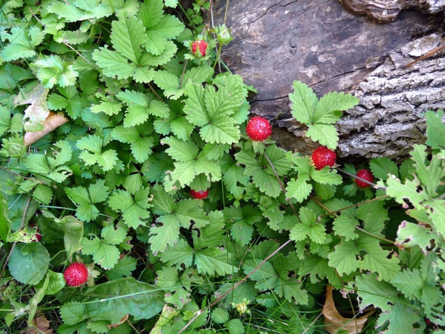 Дюшенея индийская (лапчатка индийская)