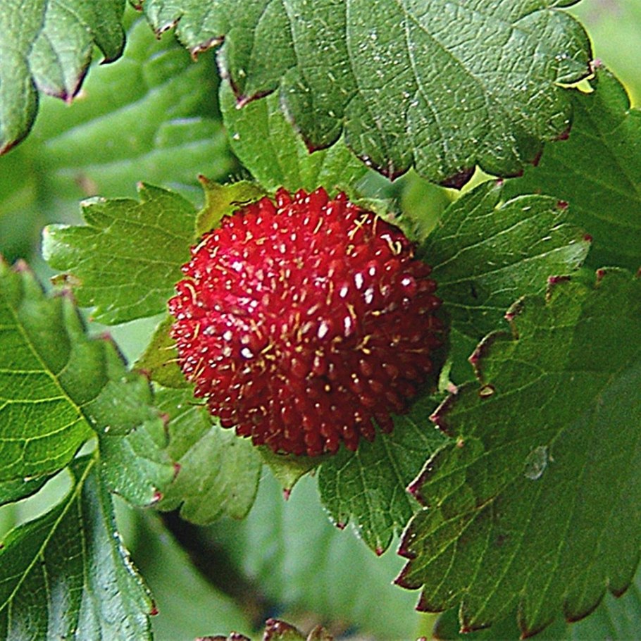 Лапчатка дюшенея