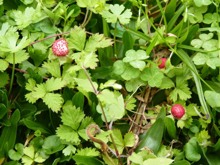 Декоративная земляника дюшенея