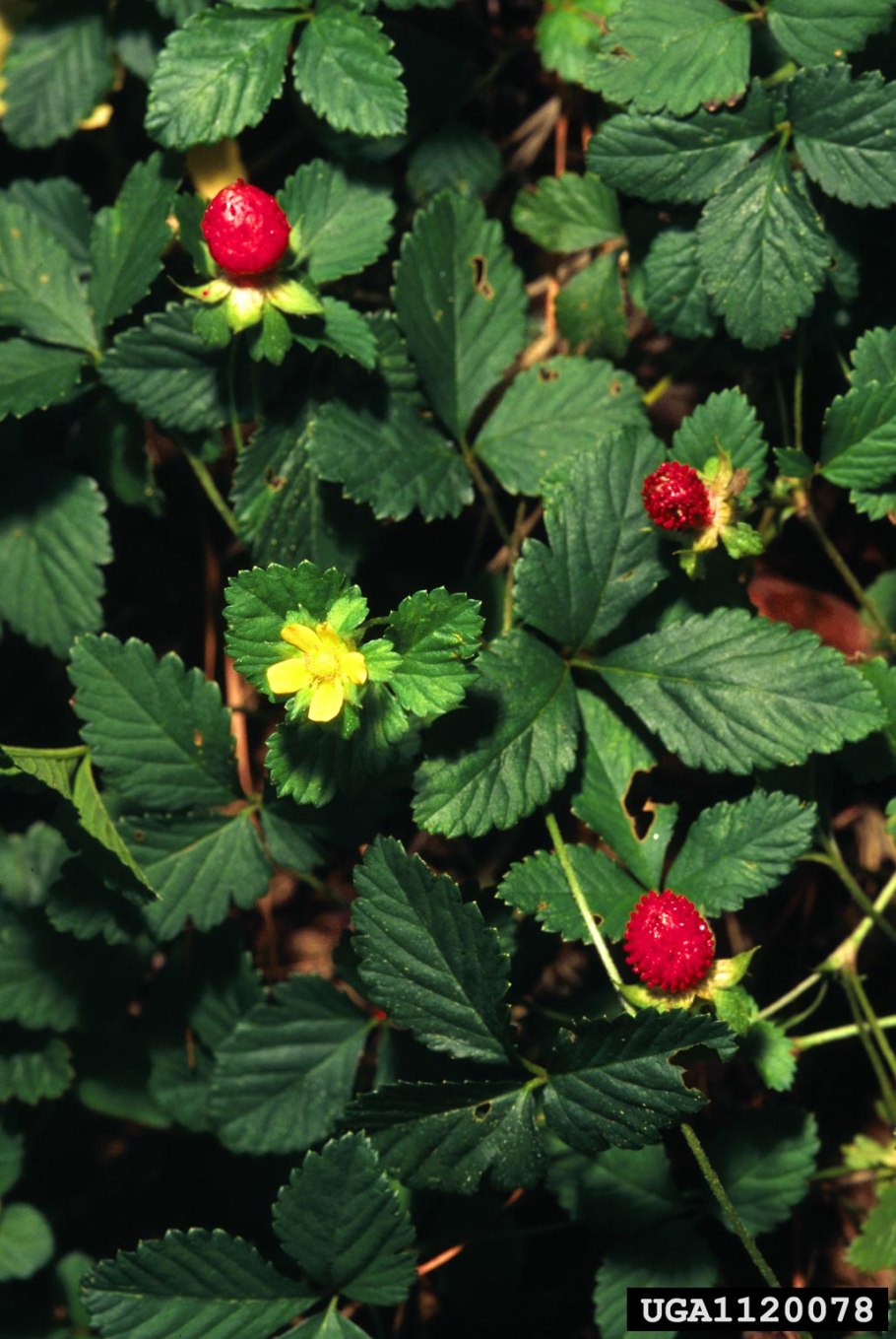 Дюшенея индийская Росита