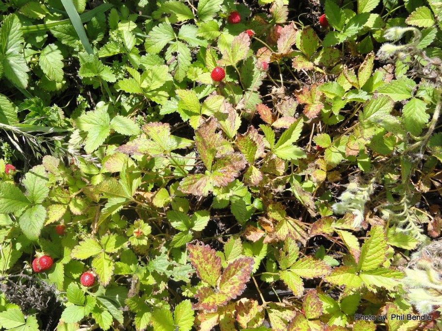 Земляника в лесу